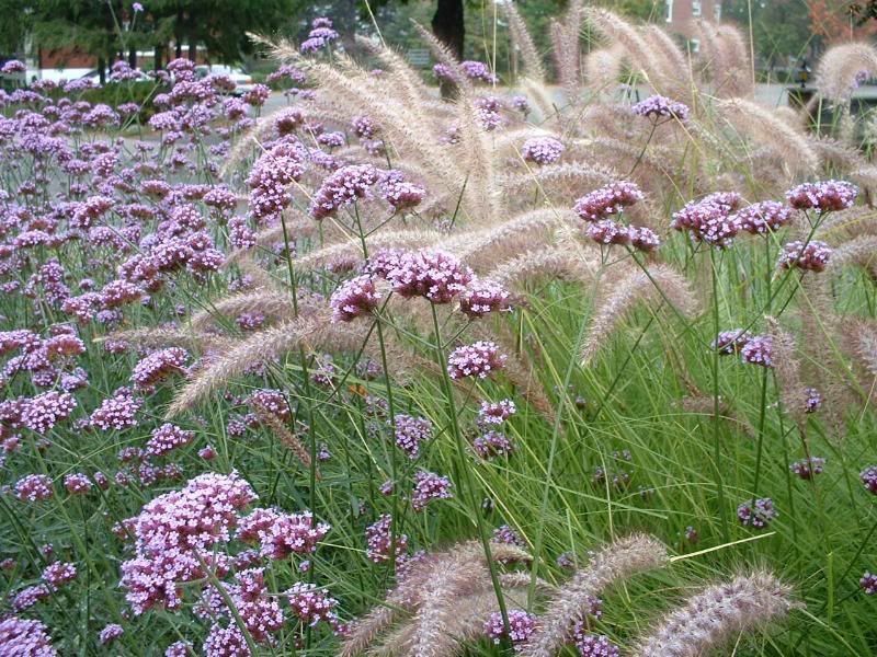 Ernyős verbéna díszfűvel